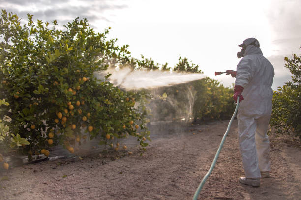 Best Termite Control Services  in Forest Glen, MD